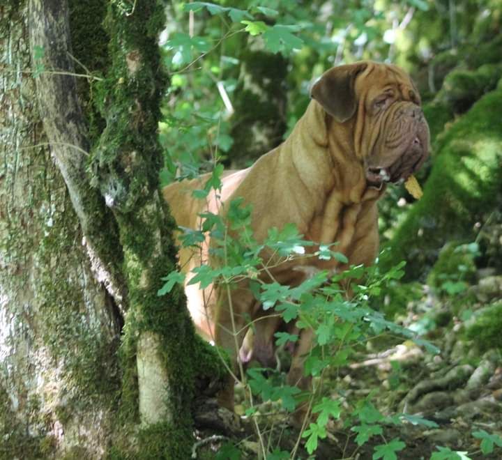 Vodka dei dogue della valle