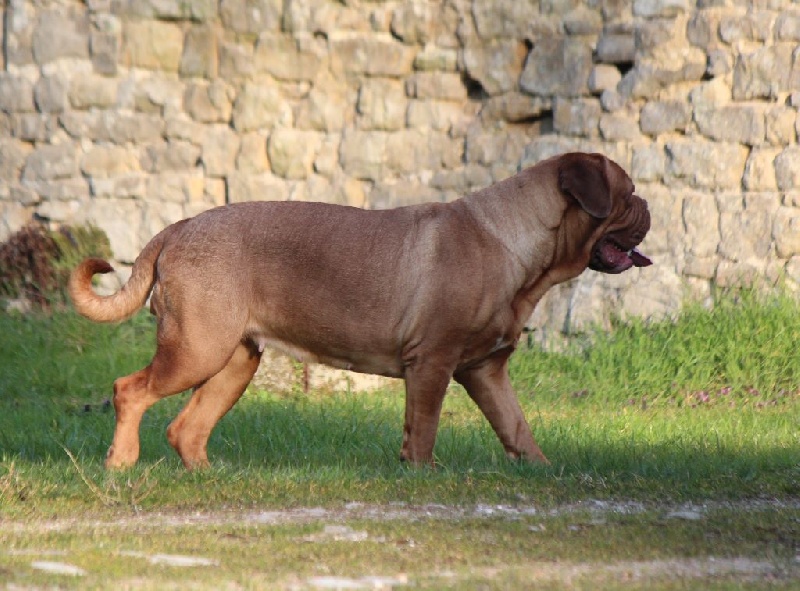 Vodka dei dogue della valle