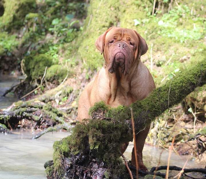 Vodka dei dogue della valle