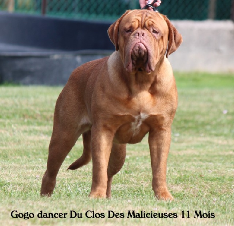 Gogo dancer Du clos des malicieuses