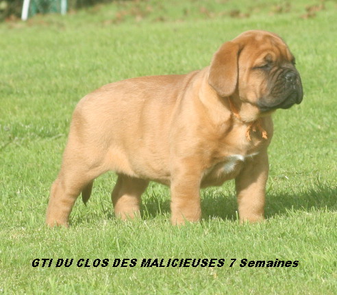 Gti Du clos des malicieuses