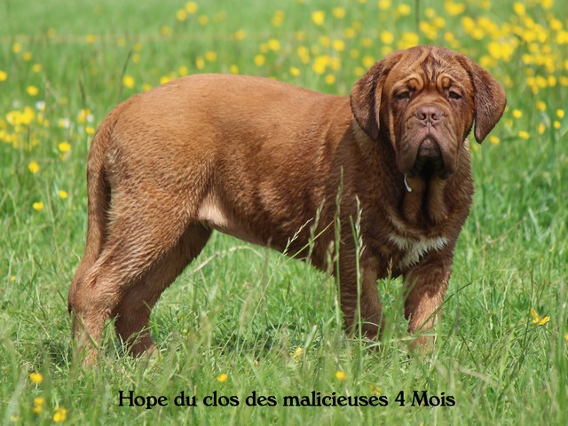 Hope Du clos des malicieuses