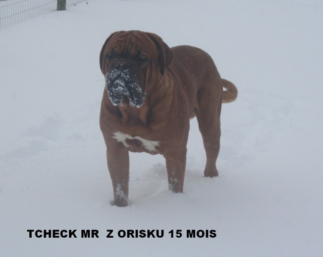 Tcheck  . mr. z orisku