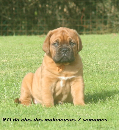 Gti Du clos des malicieuses