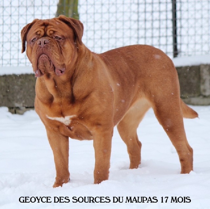 Geoyce des sources du Maupas