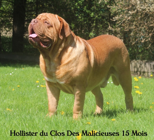 Hollister Du clos des malicieuses