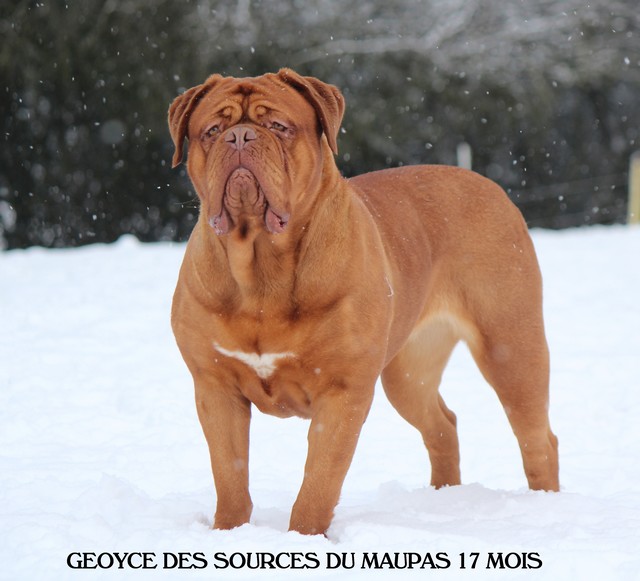 Geoyce des sources du Maupas