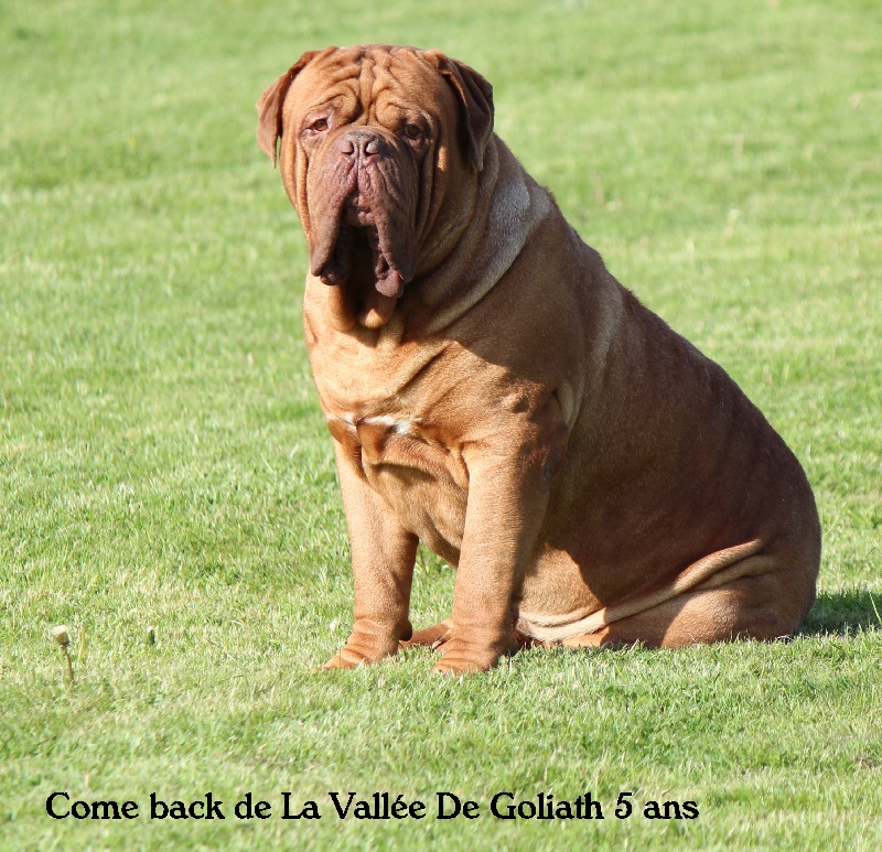 Come back de la vallee de Goliath