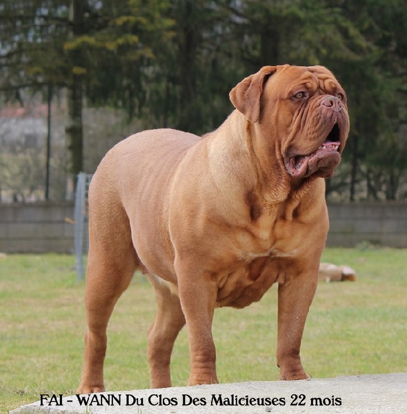 Fai-wann Du clos des malicieuses