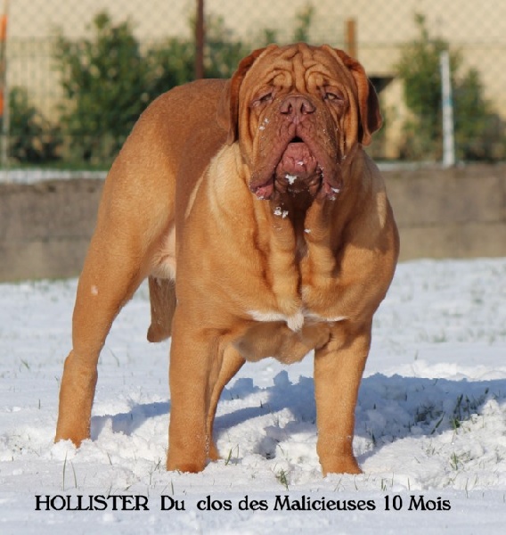 Hollister Du clos des malicieuses