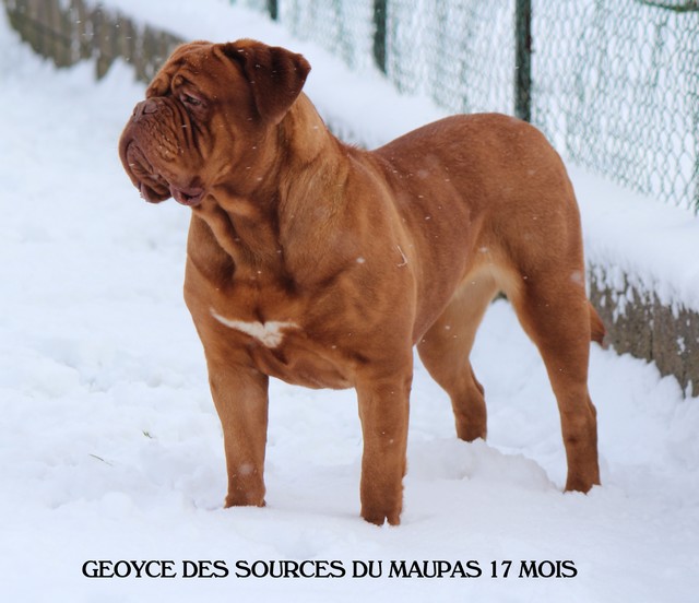 Geoyce des sources du Maupas