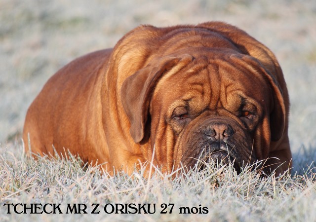 Tcheck  . mr. z orisku