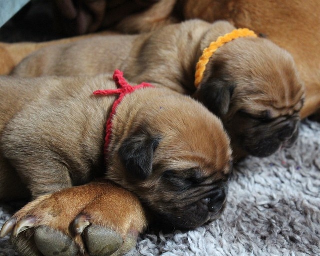 Du clos des malicieuses - Dogue de Bordeaux - Portée née le 05/06/2012