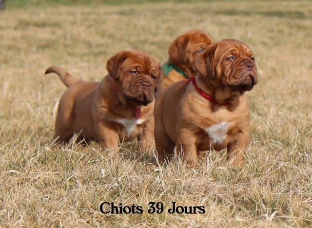 Du clos des malicieuses - Dogue de Bordeaux - Portée née le 25/01/2012