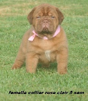 CHIOT collier rose clair 5 sem