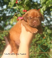 CHIOT coller rose 15 jours 