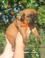 CHIOT collier orange 15 jours 