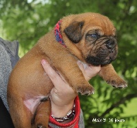 CHIOT masque noir 