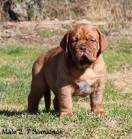 CHIOT collier rouge 