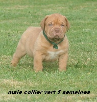 CHIOT collier vert  5 semaines