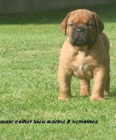 CHIOT male colllier bleu marine 