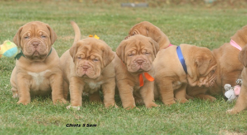 Du clos des malicieuses - Dogue de Bordeaux - Portée née le 31/08/2011