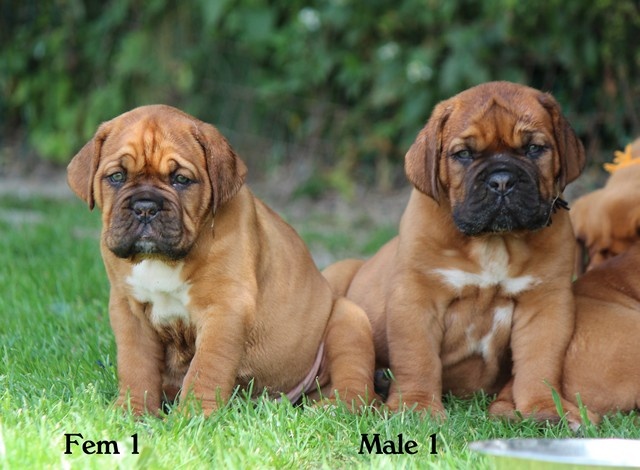 Du clos des malicieuses - Dogue de Bordeaux - Portée née le 12/05/2012